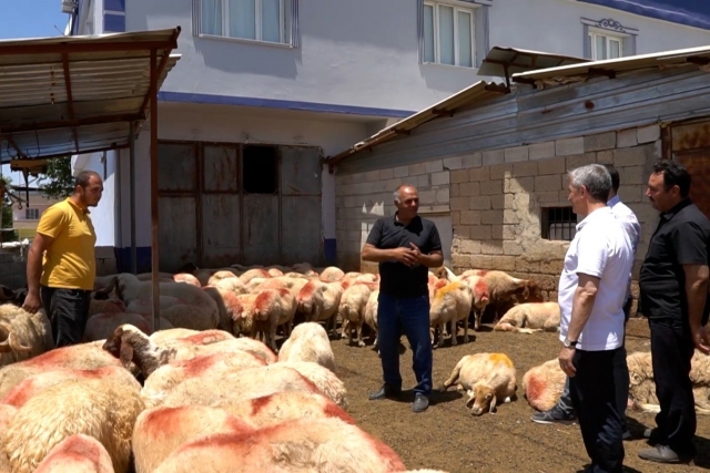 Şahinbey Belediyesi’nin destekleri ile hayvancılık gelişiyor